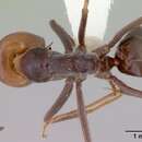 Image of Iridomyrmex spadius Shattuck 1993