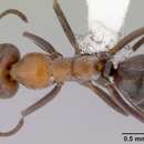 Image of Iridomyrmex viridigaster Clark 1941