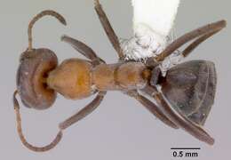 Plancia ëd Iridomyrmex viridigaster Clark 1941