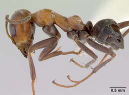 Plancia ëd Iridomyrmex viridigaster Clark 1941