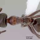 Image of Iridomyrmex hesperus Shattuck 1993