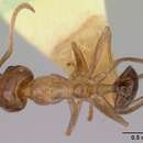 Image of Iridomyrmex innocens Forel 1907