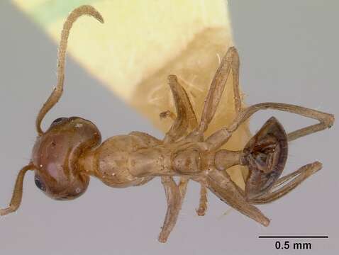 Image of Iridomyrmex innocens Forel 1907