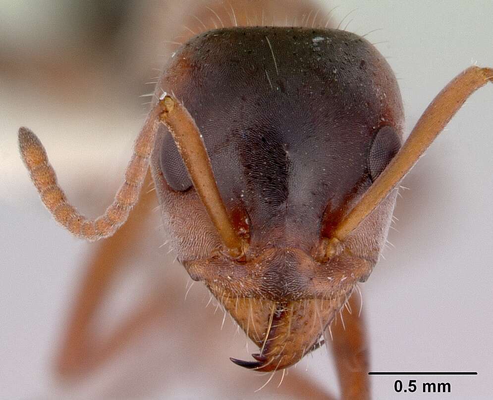 Image of Iridomyrmex cappoinclinus Shattuck 1993