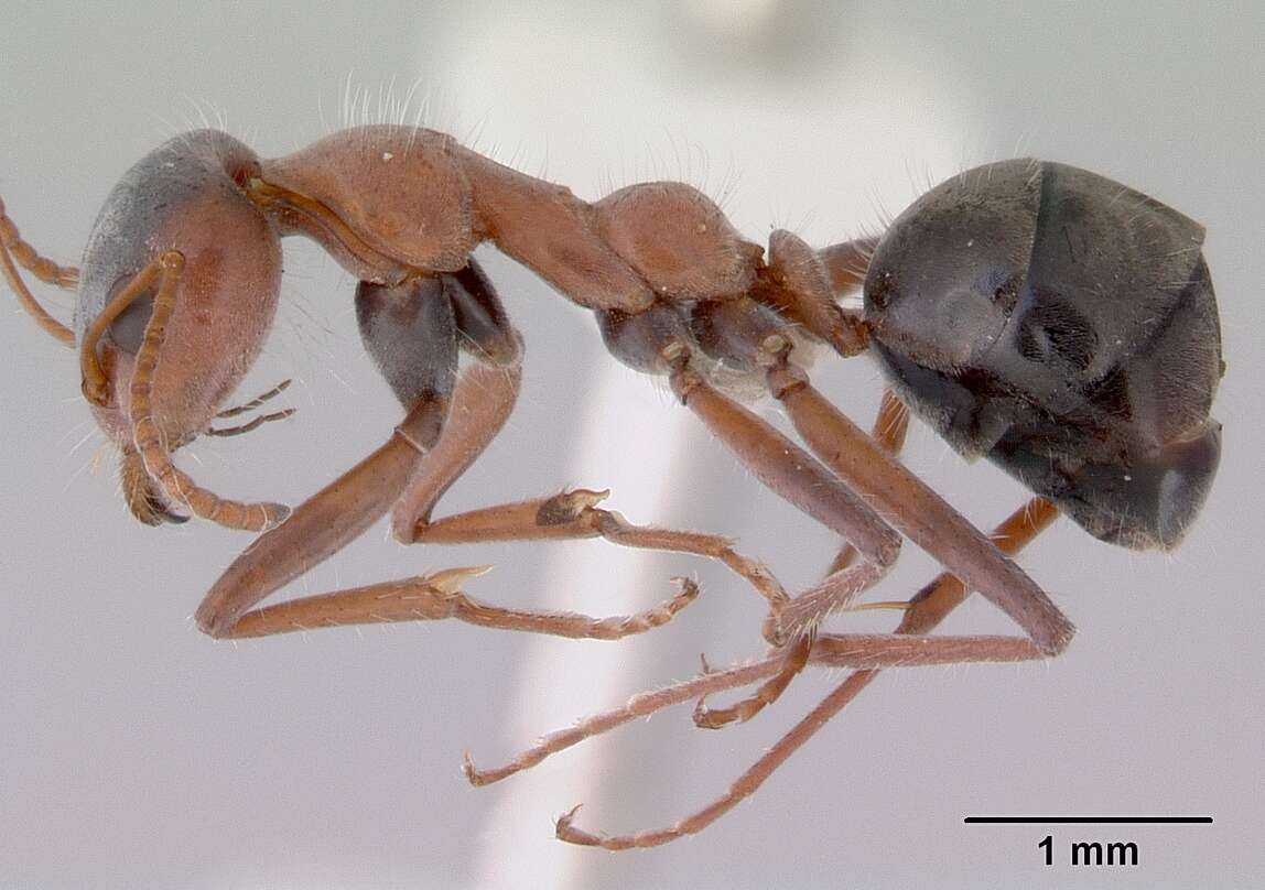 Image of Iridomyrmex cappoinclinus Shattuck 1993