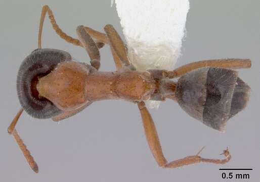 Plancia ëd Iridomyrmex cephaloinclinus Shattuck 1993