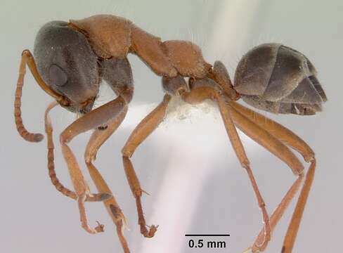 Plancia ëd Iridomyrmex cephaloinclinus Shattuck 1993