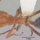 Plancia ëd Iridomyrmex rufoinclinus Shattuck 1993