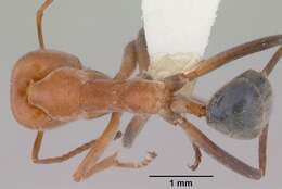 Image of Iridomyrmex rufoinclinus Shattuck 1993