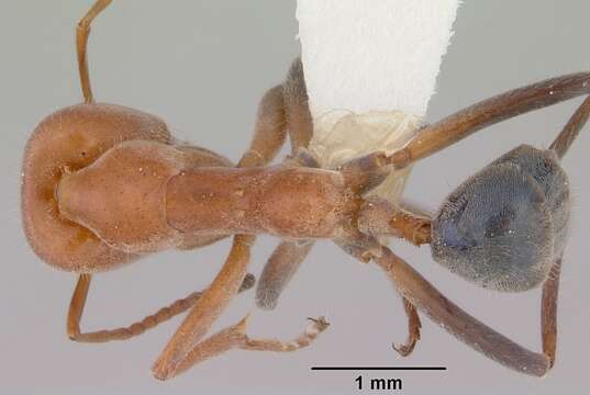 Plancia ëd Iridomyrmex rufoinclinus Shattuck 1993