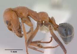 Image of Iridomyrmex rufoinclinus Shattuck 1993