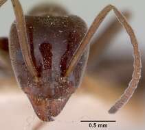 Image of Iridomyrmex conifer Forel 1902