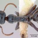 Image of Iridomyrmex prismatis Shattuck 1993