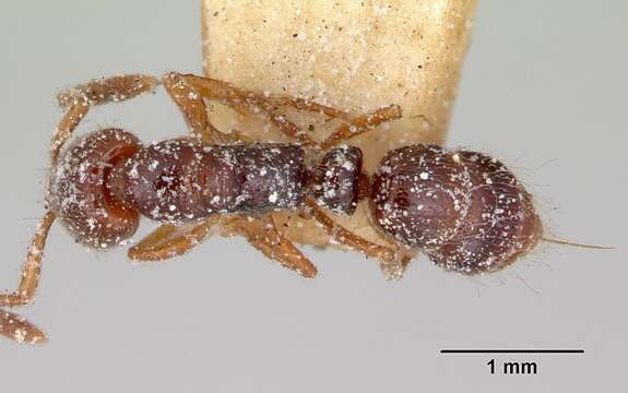 Image of Myopias tasmaniensis Wheeler 1923