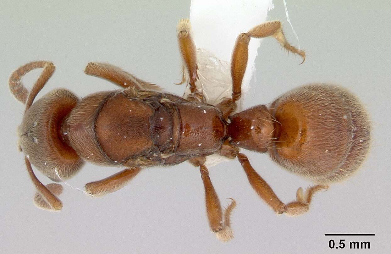 Image of Cryptopone rotundiceps (Emery 1914)