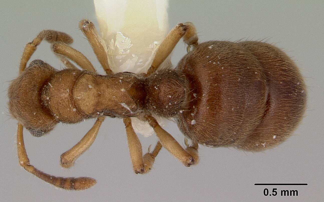 Image of Heteroponera