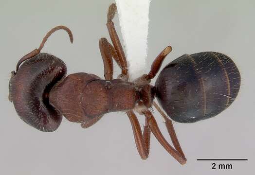 Image of Camponotus whitei Wheeler 1915