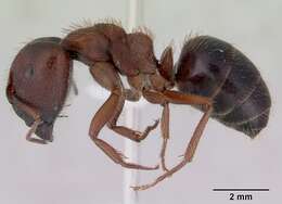 Image of Camponotus whitei Wheeler 1915