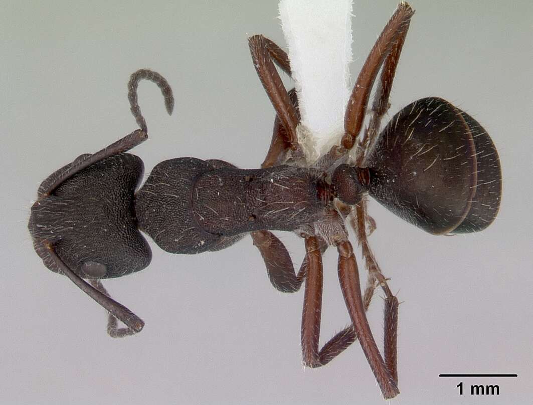 Image of Camponotus whitei Wheeler 1915