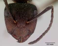 Image of Camponotus whitei Wheeler 1915