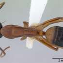 Image of banded sugar ant