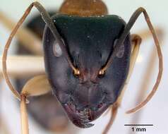 Plancia ëd Camponotus consobrinus (Erichson 1842)