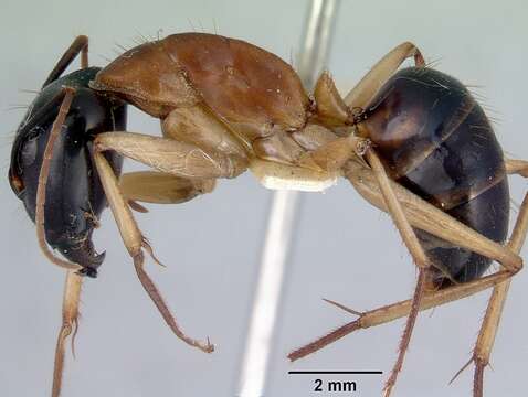 Plancia ëd Camponotus consobrinus (Erichson 1842)