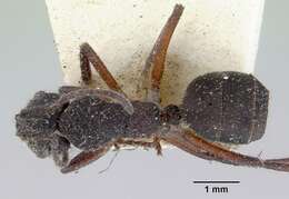 Image of Camponotus whitei Wheeler 1915