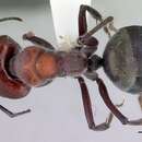 Image of Camponotus suffusus (Smith 1858)