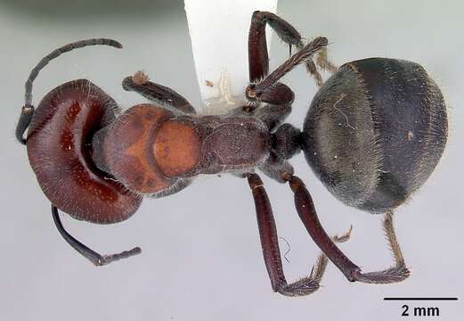 Image of Camponotus suffusus (Smith 1858)