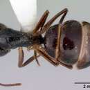 Imagem de Camponotus evae Forel 1910