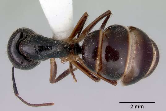 Image of Camponotus evae Forel 1910