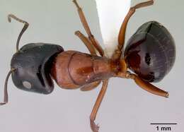 صورة Camponotus armstrongi McAreavey 1949