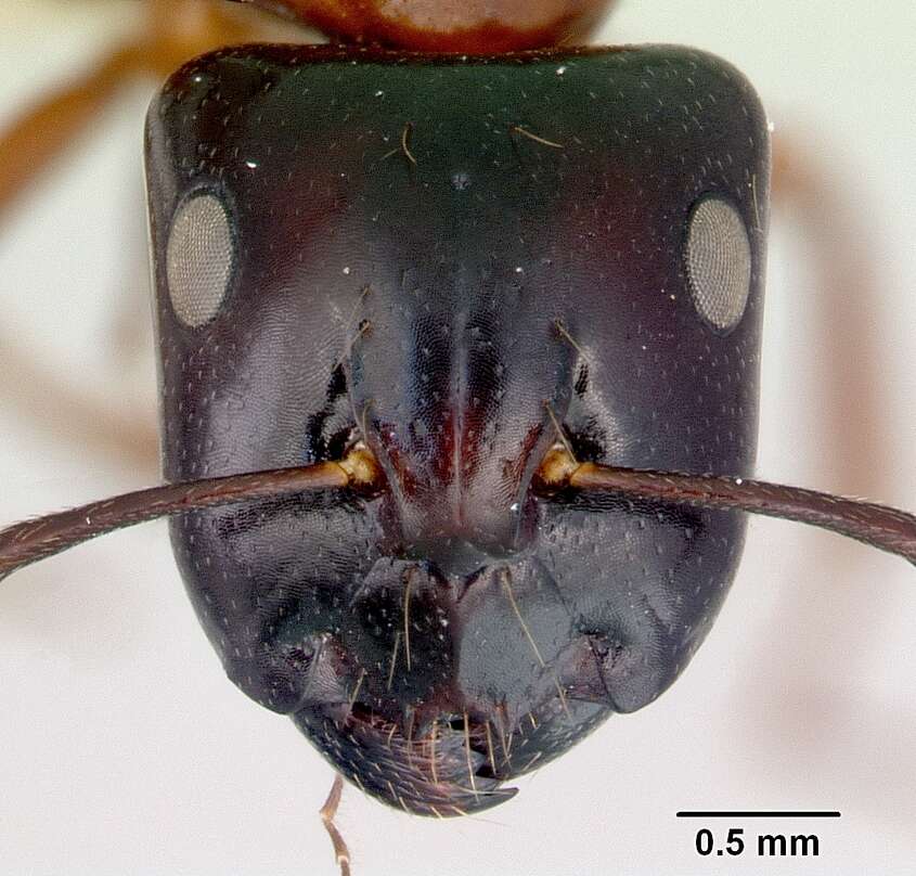 صورة Camponotus armstrongi McAreavey 1949