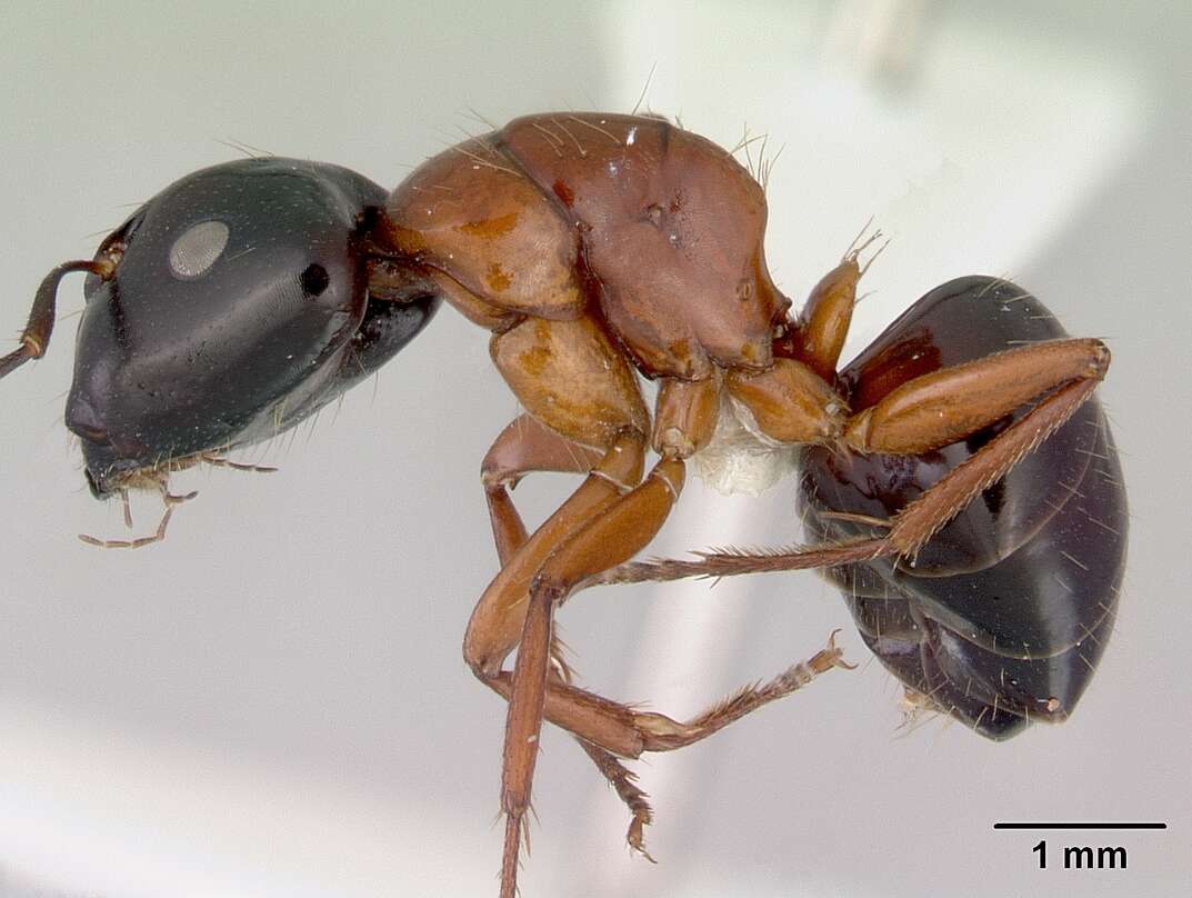 صورة Camponotus armstrongi McAreavey 1949