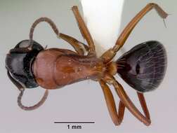 صورة Camponotus armstrongi McAreavey 1949