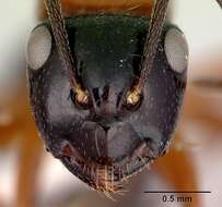 صورة Camponotus armstrongi McAreavey 1949