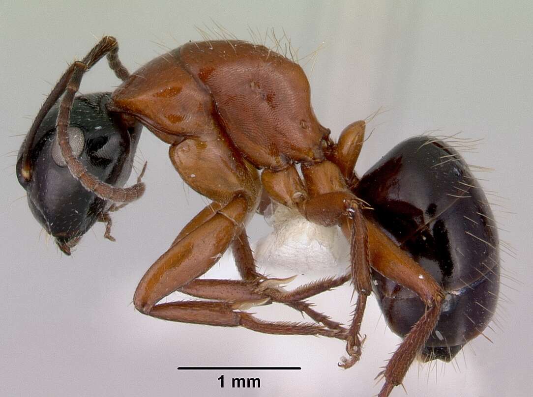 صورة Camponotus armstrongi McAreavey 1949