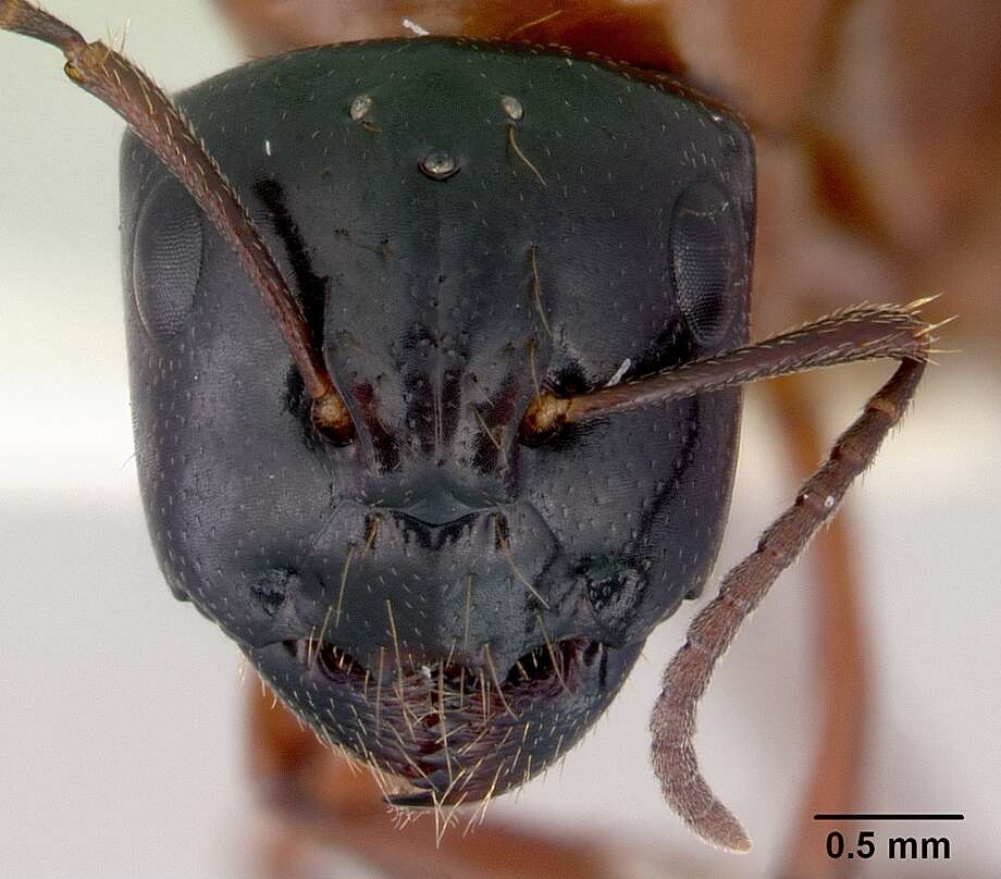 صورة Camponotus armstrongi McAreavey 1949