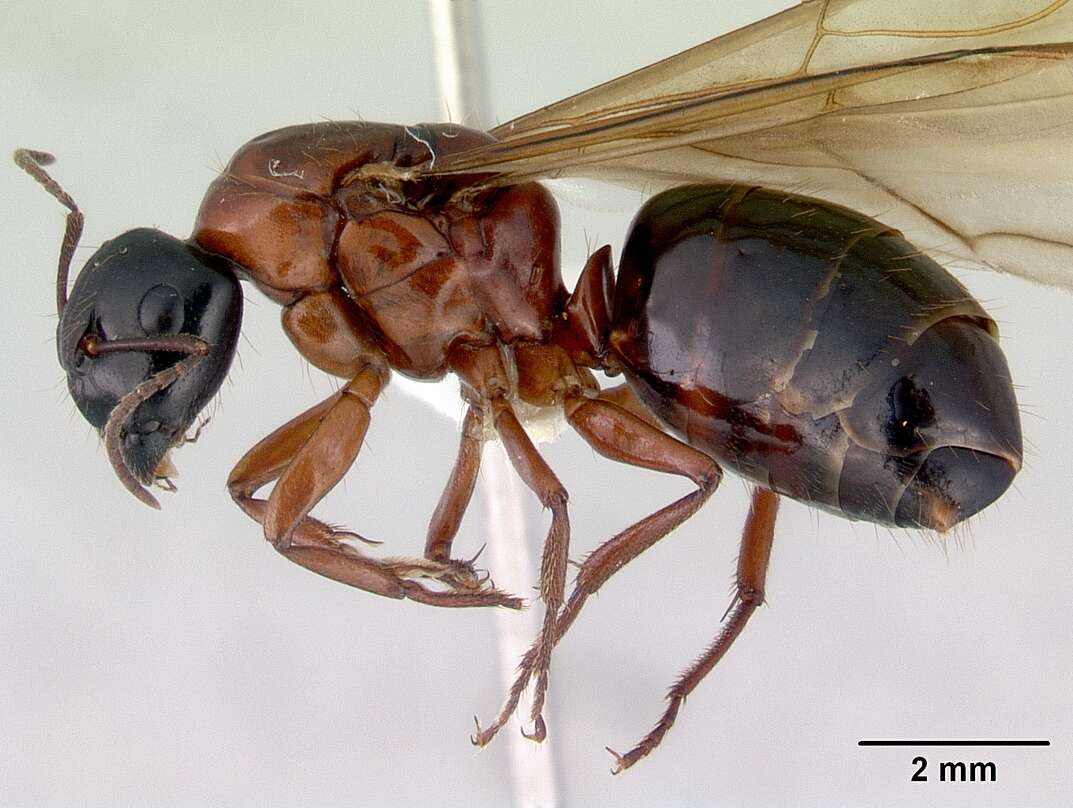 صورة Camponotus armstrongi McAreavey 1949