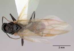 صورة Camponotus armstrongi McAreavey 1949