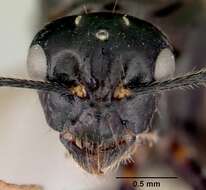 صورة Camponotus armstrongi McAreavey 1949