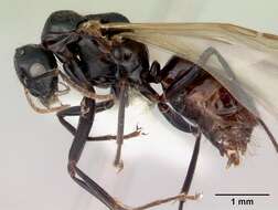 صورة Camponotus armstrongi McAreavey 1949