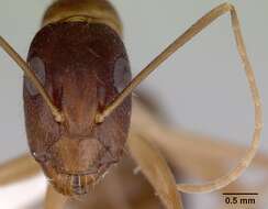 صورة Camponotus novaehollandiae Mayr 1870