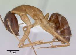 صورة Camponotus novaehollandiae Mayr 1870