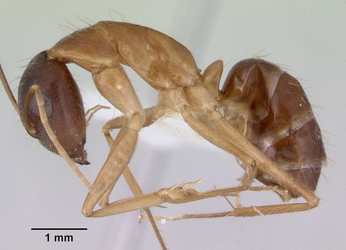 صورة Camponotus novaehollandiae Mayr 1870