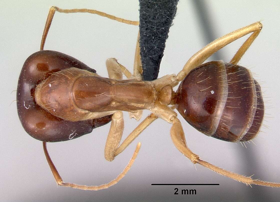 صورة Camponotus novaehollandiae Mayr 1870