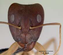 صورة Camponotus novaehollandiae Mayr 1870