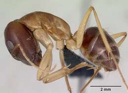 صورة Camponotus novaehollandiae Mayr 1870