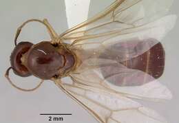 صورة Camponotus novaehollandiae Mayr 1870